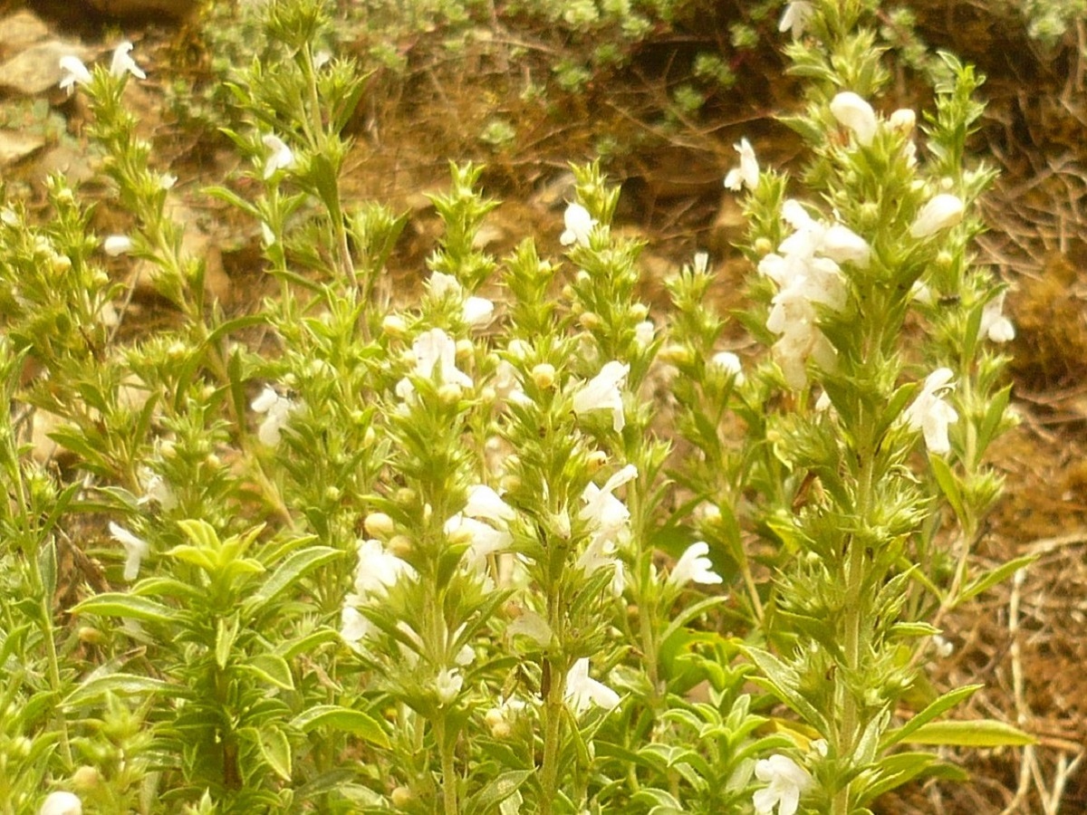 Satureja montana subsp. montana (Lamiaceae)